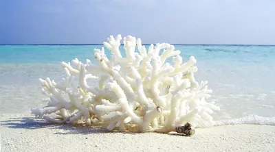 Florylis деликатный коралловый пилинг для лица 250 мл купить в Москве,  Санкт-Петербурге и регионах.❗