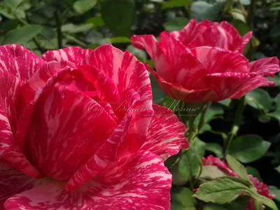 Роза Pink Intuition (Пинк Интуишн) – купить саженцы роз в питомнике в Москве