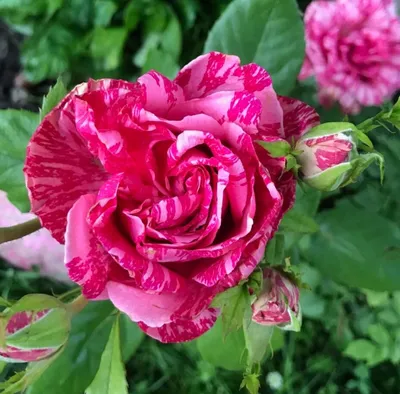Роза чайно-гибридная \"Pink Intuition\" (Контейнер 4,0л.)-Купить в  Санкт-Петербурге: фото и описание, отзывы, цена