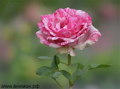 Роза чайно-гибридная Пинк Интуишн. | Дача- мой маленький рай. Цветы и сад.  | Дзен