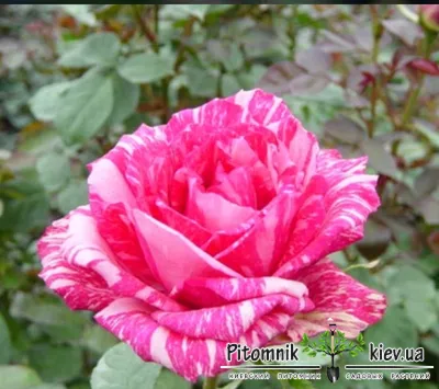 Роза чайно-гибридная Пинк Интуишн (Pink Intuition Hybrid Tea) Дельбар  (Delbard) - «Мраморная красавица из моего сада. » | отзывы