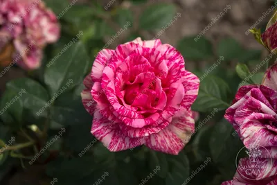 Роза Пинкт Интуишн - купить саженцы розы (Pink Intuition) в Минске. Каталог  роз почтой 2024