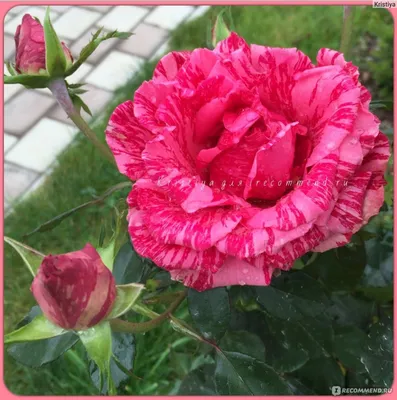 Роза чайно-гибридная Пинк Интуишн (Pink Intuition Hybrid Tea) Дельбар  (Delbard) - «Отличный сорт розы для начинающих и заядлых цветоводов.  Красотка моего сада - Пинк Интуишн. » | отзывы