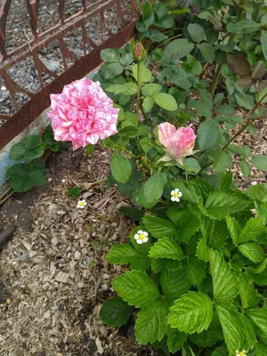 Роза Пинк Интуишн | саженцы розовой двухцветной розы