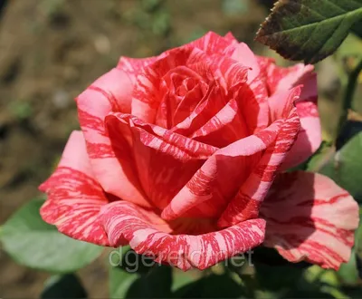 Роза чайно-гибридная Пинк Интуишн (Pink Intuition Hybrid Tea) Дельбар  (Delbard) - «Мраморная красавица из моего сада. » | отзывы