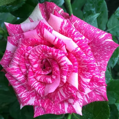ПИНК ИНТУИШН (Pink Intuition) роза чайно-гибридная - Купить по лучшей цене  с доставкой по России и Крыму