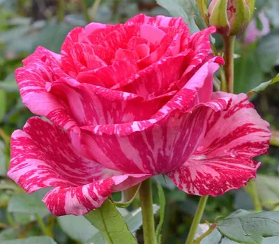 Купить Розы Саженец чайно-гибридной розы Пинк Интуишн по цене 190 ₽ руб. в  Новосибирске на официальном сайте питомника Matilda Flowers