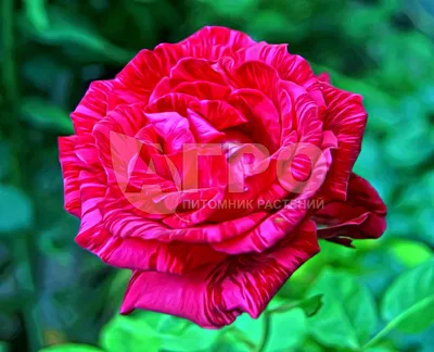 Роза Пинк Интуишн чайная Саженцы роз, чайно-гибридная роза — купить в  интернет-магазине по низкой цене на Яндекс Маркете