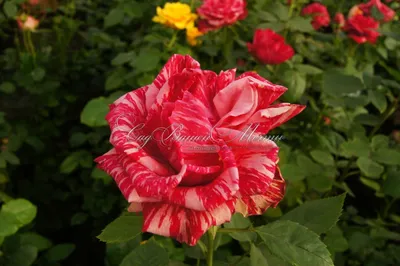 Роза Pink Intuition (Пинк Интуишн) – купить саженцы роз в питомнике в Москве