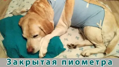 Z00servis - 🐶Пиометра у собак – это болезнь репродуктивной системы, при  которой возникает воспаление в матке и скапливается гной. Подобно другим  заболеваниям, оно требует своевременного лечения. Если вовремя не оказать  собаке квалифицированную