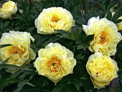 Paeonia BARTZELLA — Плідник Круглик