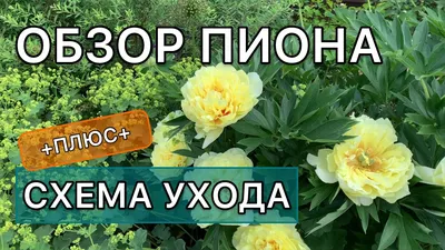 Купить Пион (Ито-гибрид) Бартзелла саженцы почтой в интернет-магазине  Эко-сад24.рф | Фото, описание сорта, цена и характеристики