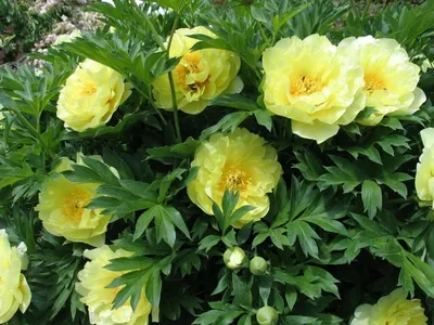 Ито-гибрид Бартзелла – Paeonia Itoh Hybrid Bartzella