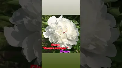 Пион Белый Лебедь (Рaeonia White Lybed) купить с доставкой по Беларуси  \"BuonRoza \"