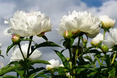 Белые пионы: крупные, для сада, красивые, махровые, лучшие сорта с фото