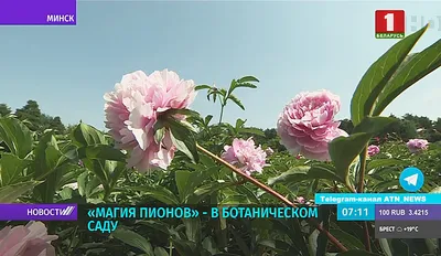 Пион белый лебедь (много фото) - treepics.ru