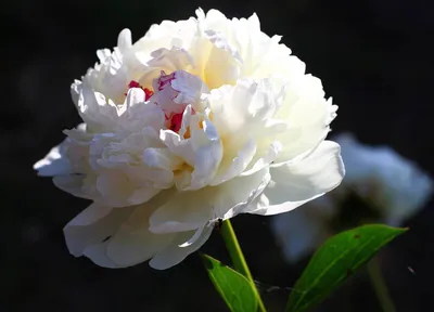 Белый цветок пиона стоковое изображение. изображение насчитывающей студия -  38569853