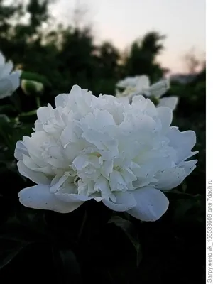 необычный белый цветок пиона, большие картины цветов фон картинки и Фото  для бесплатной загрузки