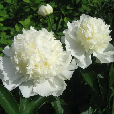 Пион Чарлиз Уайт – Paeonia Charlie's White