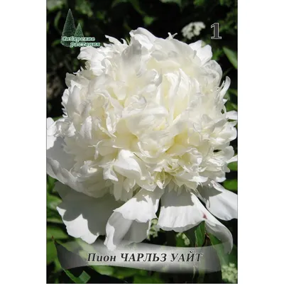 Пион Чарлиз Уайт – Paeonia Charlie's White