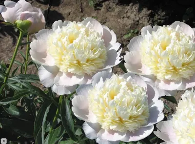 Пион Чарльз Уайт Paeonia Charlie's White | Юлин сад