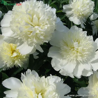 Пион Чарльз Уайт Paeonia Charlie's White | Юлин сад