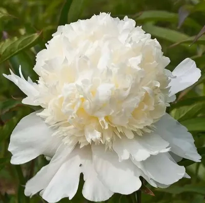 Пион Чарльз Уайт Paeonia Charlie's White | Юлин сад