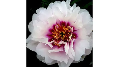 Пион Кора Луиза – Paeonia Cora Louise