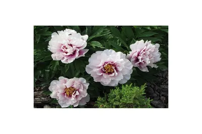 Пион Кора Луиза – Paeonia Cora Louise