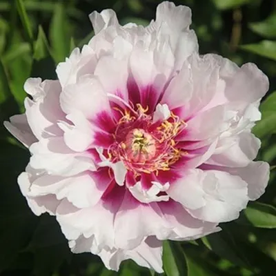 Пион Кора Луиза – Paeonia Cora Louise