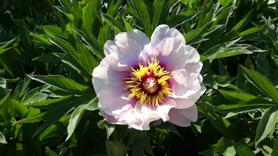 ᐅ Пион Ито \"Кора Луиза\" (Paeonia Itoh \"Cora Louise\") купить по цене  производителя ✓доставкой почтой в магазине ❀Пролисок❀ Украина -  Интернет-магазин «Пролисок» - садовые растения почтой