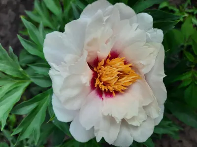 ᐅ Пион Ито \"Кора Луиза\" (Paeonia Itoh \"Cora Louise\") купить по цене  производителя ✓доставкой почтой в магазине ❀Пролисок❀ Украина -  Интернет-магазин «Пролисок» - садовые растения почтой