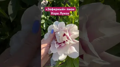 Пион ито Кора Луиза. Краткий обзор, описание характеристик paeonia itoh  Cora Louise - YouTube