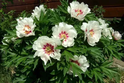 Пион Кора Луиза – Paeonia Cora Louise