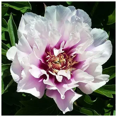 Пион Кора Луиза – Paeonia Cora Louise