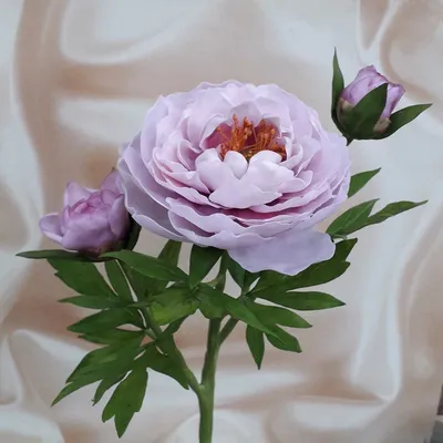 ᐅ Пион Ито \"Кора Луиза\" (Paeonia Itoh \"Cora Louise\") купить по цене  производителя ✓доставкой почтой в магазине ❀Пролисок❀ Украина -  Интернет-магазин «Пролисок» - садовые растения почтой