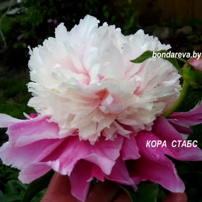 Cora stubbs peony. Кора стабс пион. Пулков сад - YouTube