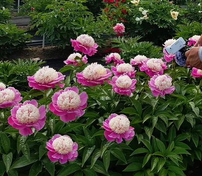 Пион молочноцветковый Кора Стаббс Paeonia lactiflora Cora Stubbs имеет  прямые стебли. Листья плоские, чуть сборчатые, блестящие, светло-зелёные.  Форма цветка - японской формы, анемоновидной. Двухцветный. - Экзотик Флора