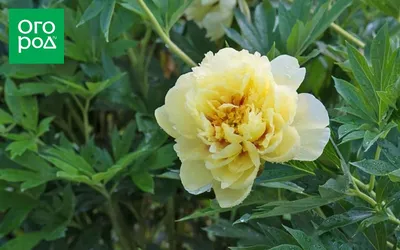 Желтый пион в саду - 55 фото