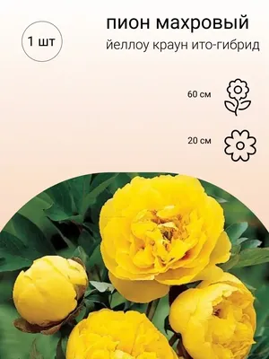 💐 Купить Пион желтый арт:19447 с доставкой в Киеве 🚚 Доставка 24/7 |  Чайная роза