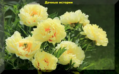 Брошь «Пион» желтый (аксессуар) FLOWER ME, купить в интернет магазине в  Москве