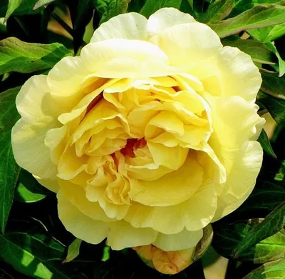желтый пион цветок в саду. бартцелла ито пион цветения в парке. большой  светящийся золотисто-желтый двойной цветения. мать с Стоковое Фото -  изображение насчитывающей расцвет, лепесток: 221465316
