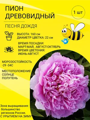 Фотообои Желтый пион купить в Москве, Арт. 9-007 в интернет-магазине, цены  в Мастерфресок
