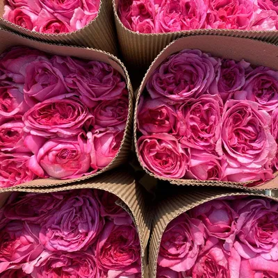 Ив Пьяже (Yves Piaget) — пионовидный душистый сорт – купить за 8 250 ₽ |  Фея розы