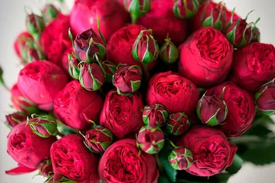 Сияй! Букет из 25 красных роз сорта Хартс, пионовидные по цене 9750 ₽ -  купить в RoseMarkt с доставкой по Санкт-Петербургу