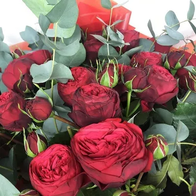 Долгожданная Акция на пионовидные розы Сорта Джульетта😍🔥 5 веток- 9500тг  7 веток - 12,200 тг 9 веток - 15,400 тг 11 веток - 18,600… | Instagram