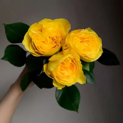 Oooh кустовые пионовидные розы сорта Джульетта🤤 Незаменимые ребята в  несезон пионов!✨ • 🏡Самовывоз: Независимости 85В 🚙Доставим в течение… |  Instagram