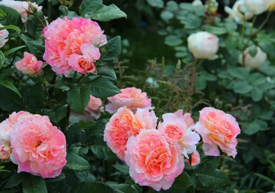 Flower Lab Vladimir - Кустовые пионовидные розы сорта Джульетта отличаются  от обычных удивительным раскрытием бутона, а оттенок переходит градиентом  от нежно-персикового к розовому. Объемный, пышный цветок, поэтому даже  букеты из небольшого количества