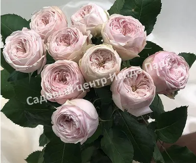 Букет из пионовидных роз и хризантем - заказать доставку цветов в Москве от  Leto Flowers