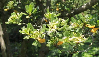 Питтоспорум Тобира, смолосемянник тобира (Pittosporum tobira) —  путеводитель по отдыху в Крыму